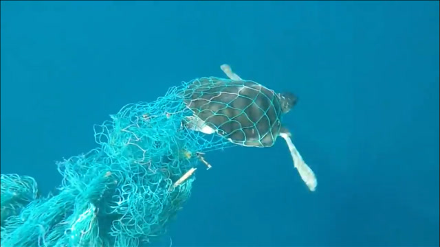 被渔网困住的海龟,负重前行,实在让人心酸!