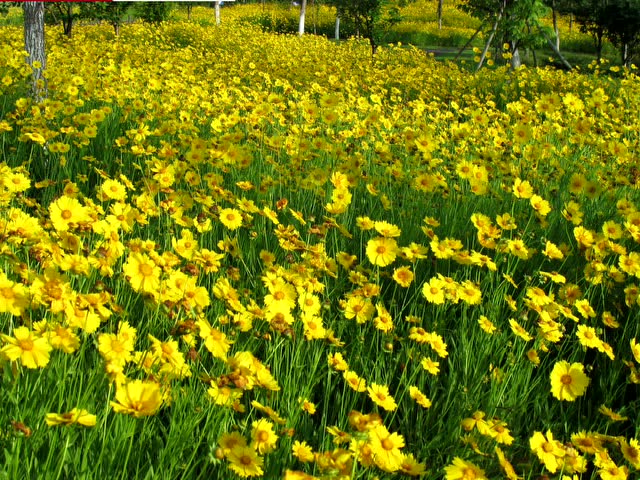 金灿灿的大花金鸡菊已经开了!花量大,花期长,想邀你去看