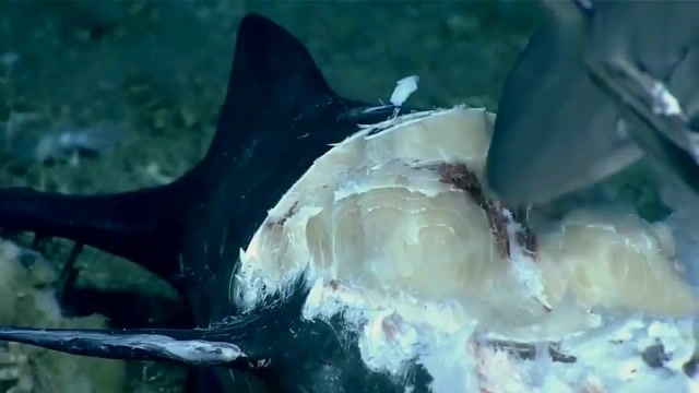 饥饿鲨礼包码|饥饿鲨世界2023破解版4.8.0