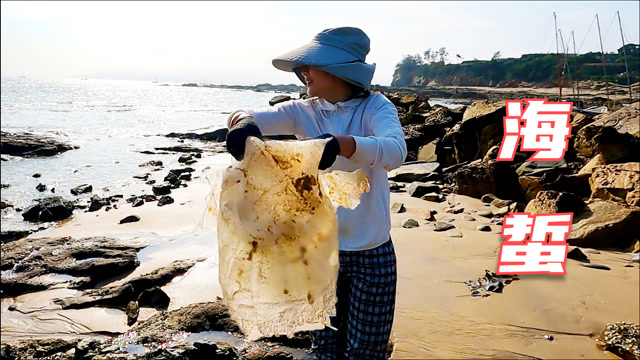 皮皮赶海捡到宝了,几十斤重差点提不起来,准备拿回家凉拌