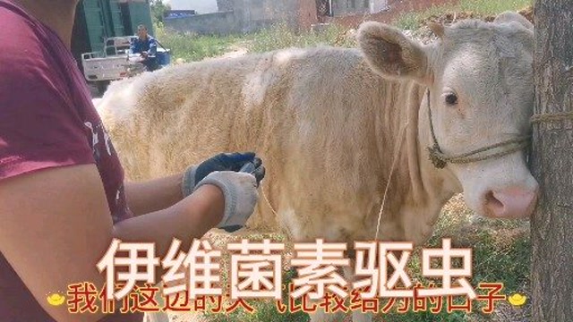 给牛驱虫皮下注射伊维菌素用四倍量会不会中毒