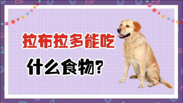 拉布拉多能吃什么食物