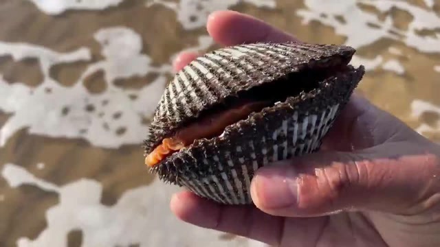 大齐赶海,退潮后发现大八爪鱼从沙子里钻出,还有没见过的小圈圈