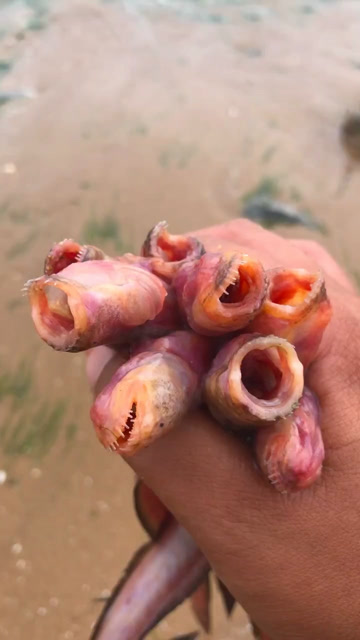 没有眼睛的鱼你见过嘛