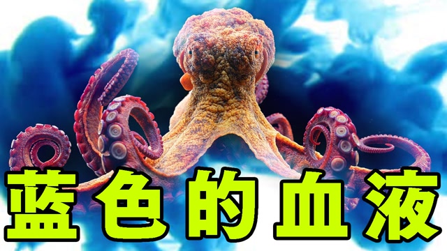 鱿鱼和章鱼的血竟然是蓝色的!难道它们真的是外星生物?