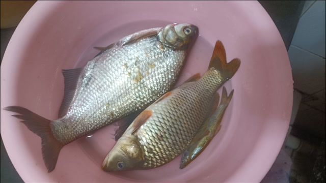 秋季钓鳊鱼怎样选择浮漂?用这款漂,下降慢,诱鱼快,中鱼稳