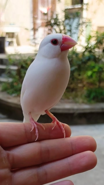 手养的文鸟在室外盘飞,就像掌中的回旋镖,高颜值和温顺并存