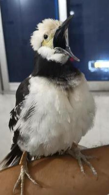 花八哥说话实力颜值担当