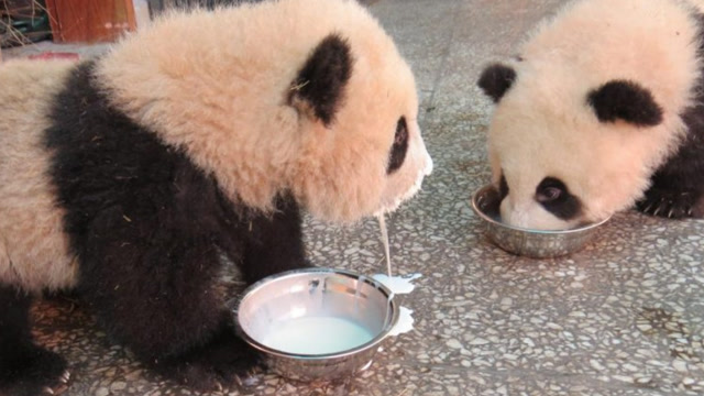 大熊猫宝宝喝奶时间,每只都有自己专属的碗,喝完还要擦嘴