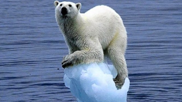 气候变暖让北极熊在生死的边缘徘徊,它们随时会饿死在自己的家园