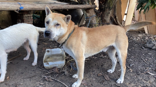 标准葫芦头猫耳,能猎且身材有型,这种类型的土狗越来越少了