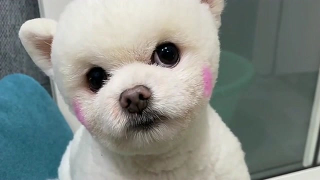 博美闹闹不想洗澡,瞧它的表情真可爱,好想把它抱走呀