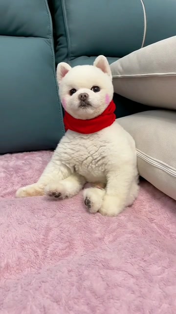 博美闹闹坐在沙发上,瞧闹闹的坐姿真可爱,萌萌哒