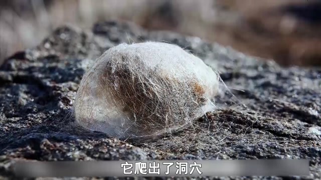 一条毛毛虫在北极活了14年,最终破茧成蝶,毛毛虫的励志故事