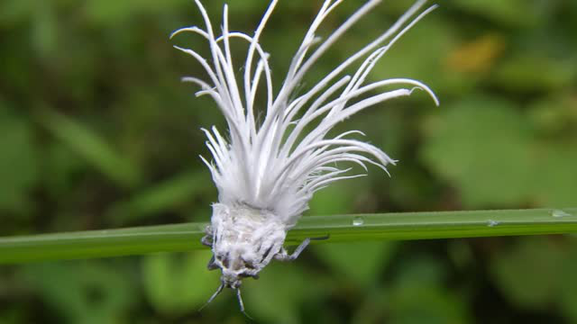 长着羽毛像鸡毛掸子的虫子