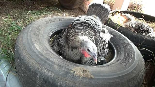 火鸡妈妈孵化出鸡宝宝的情况,护犊是动物的天性!