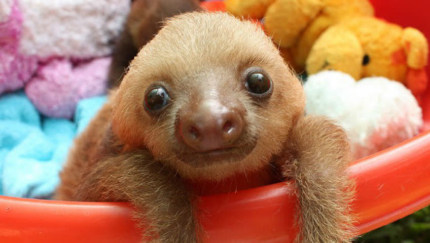 近距离接触树懒宝宝 真是萌的惹人哭