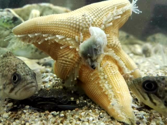 吃东西的海星翻身