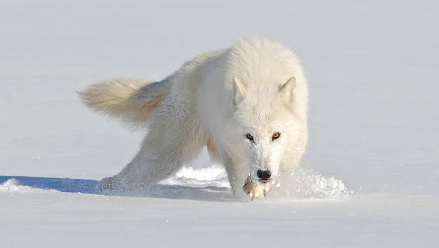 北极狼追杀北极野兔,这是一场耐力与灵活的比拼