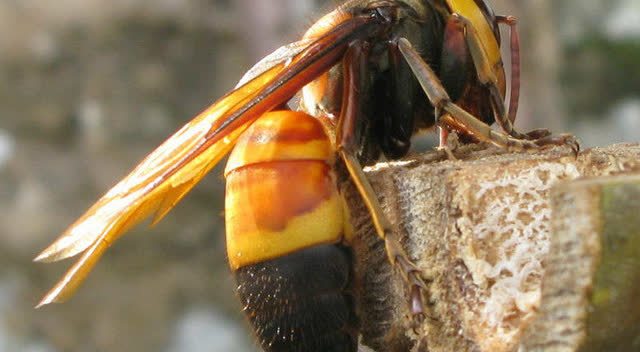 黄腰胡蜂王图片