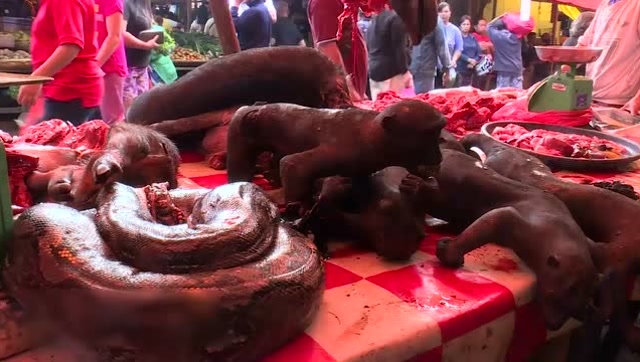 当年红遍网络的印尼"自拍猴"要被爱吃烧烤的当地人吃光了