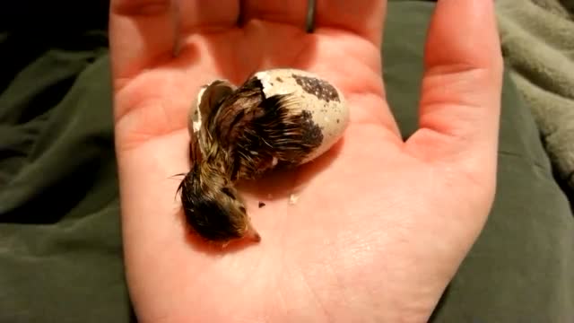 看看可爱的鹌鹑宝宝如何破壳而出,一个新生命诞生了