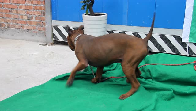 川东猎犬 chongqingdog 大莽子 damangzhi