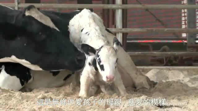 感人母爱短片，献给每一位辛苦的妈妈！