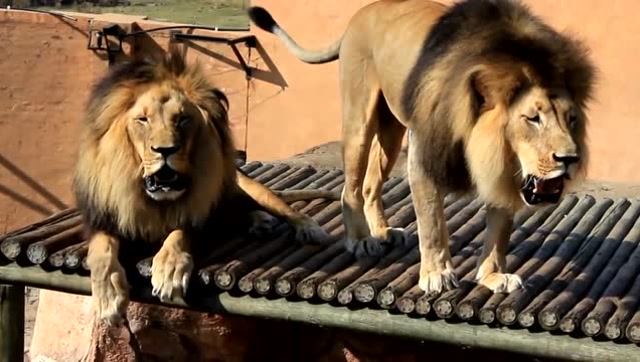 两头雄狮一起怒吼,真是非常霸气!