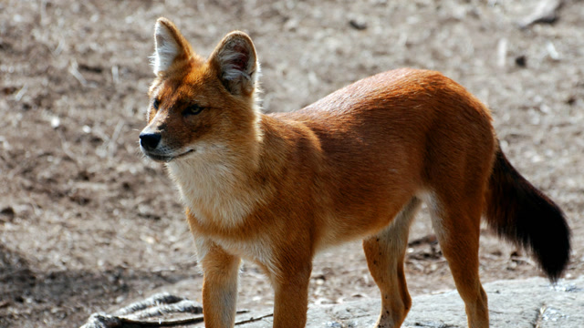 仅存2500只的亚洲野狗,总是成群结队的狩猎猎物