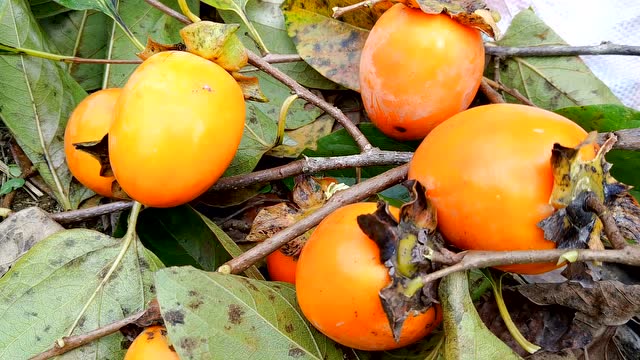 农村这种果子满树都是没人要,谁想吃都可以去摘,免费的水果