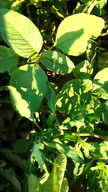 你知道农村的野菜西天谷是啥不