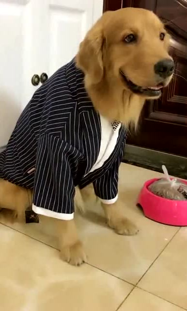 金毛轮胎穿这么帅去领奖,给开心的,西服都穿上了,成精的大胎