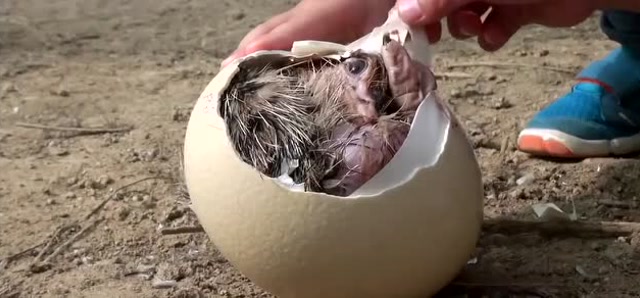 鸵鸟蛋快孵化了,两个小孩把拿着它来认亲