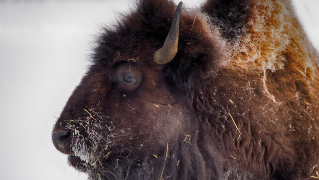 美国史上的国兽,曾有数千万只被嫌弃,如今竟被杀得只剩20只!
