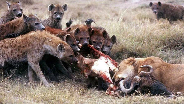 鬣狗的吃相太难看,整个身子都钻进野牛的肚子里,雄狮看不下去了