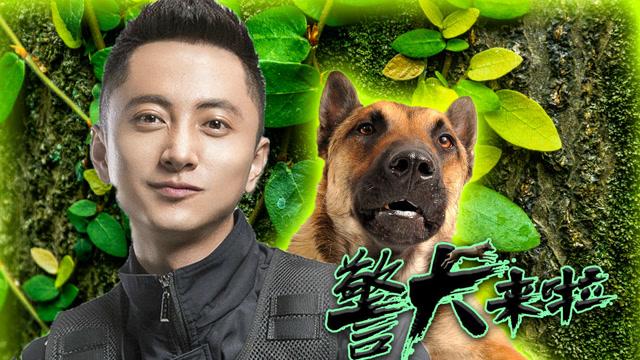 《警犬来了》"警花克星"华哨内心戏补白,大概前世是龟仙人的坐骑吧