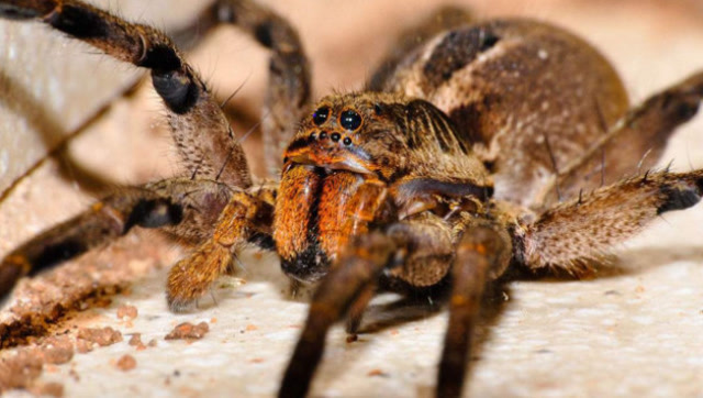 世界最毒的巴西流浪蜘蛛毒液能够毒死人,但还有另外一个功效