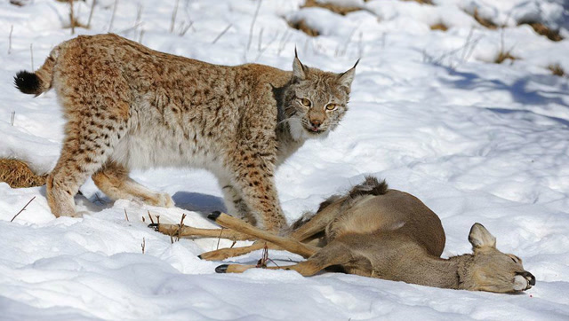 猞猁雪地捕杀猎物,动作敏捷凶狠犹如猛虎下山!