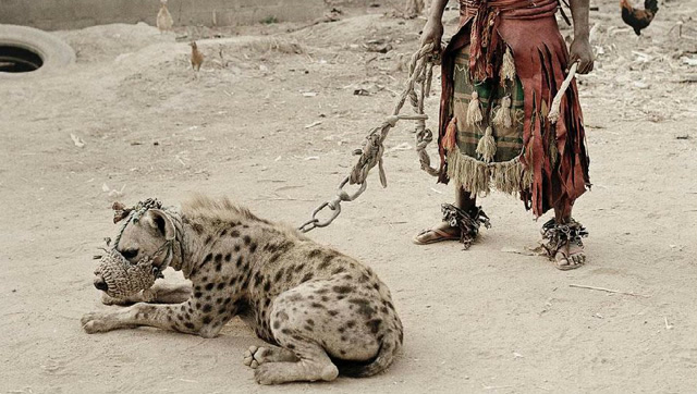 掏肛高手非洲鬣狗,非洲人竟然拿它当宠物狗来养