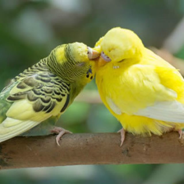 有这样一只会打鼓的鸟,多少价位你可以接受