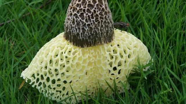 这是什么啊 是不是蘑菇啊 白色的网看起来像裙子一样