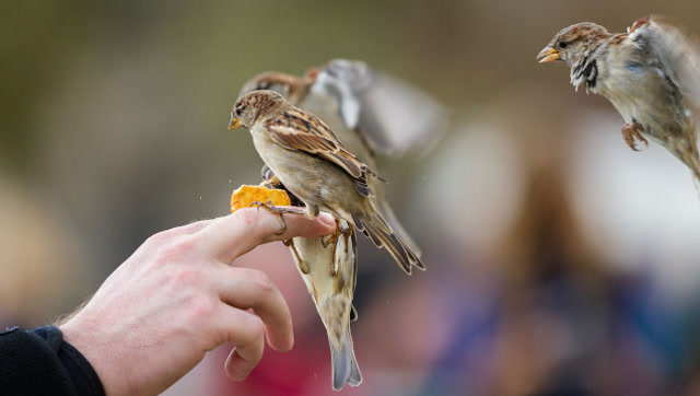 每个女孩心中都一个公主梦,麻雀在女孩手上安静的听起摇篮曲!