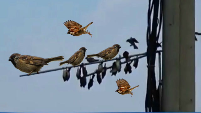 太缺德了:国外牛人用胶水粘麻雀,五分钟轻松捕获数十只麻雀!