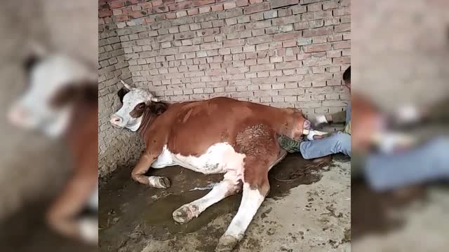 邻居家的牛生小牛,一直生不下来,邻居居然上去拽!
