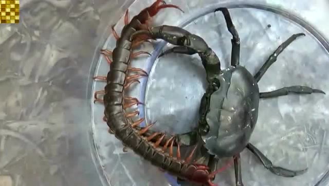 蜈蚣大战螃蟹!究竟谁胜谁负?