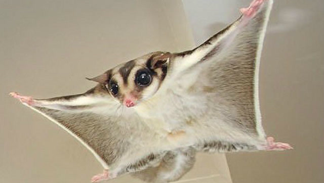 世界上唯一会飞的老鼠,虽然没有翅膀,但却可以自由滑翔!