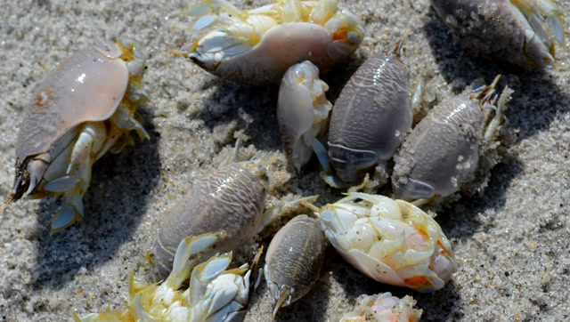 有人说是海里的虱子,也有人把海蝉当美食,要不要把它加入食谱呢
