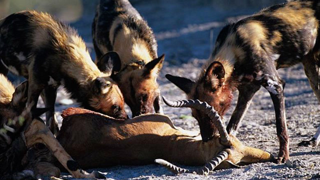 动物界最团结的动物原来是它?战斗能力惊人