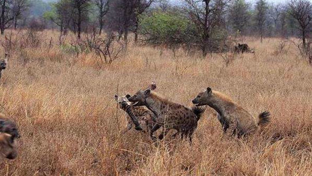 最强最凶的互杀!棕鬣狗争肉自相残杀,看谁更凶?